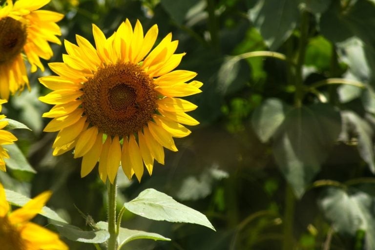 girassol flores sol