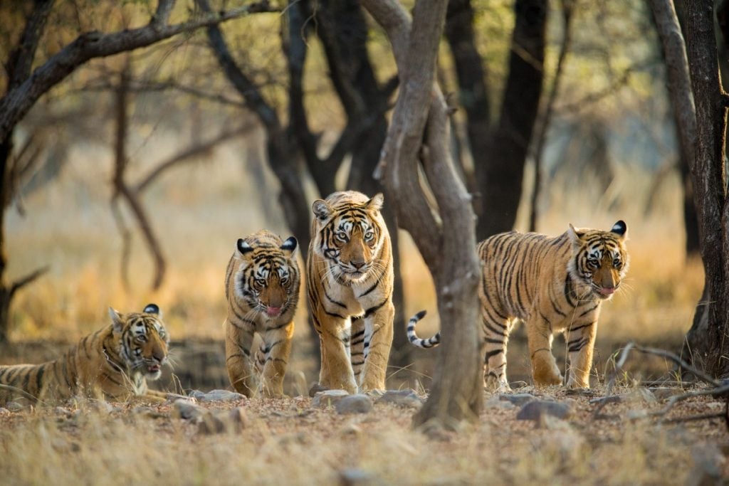 tigre, tigres