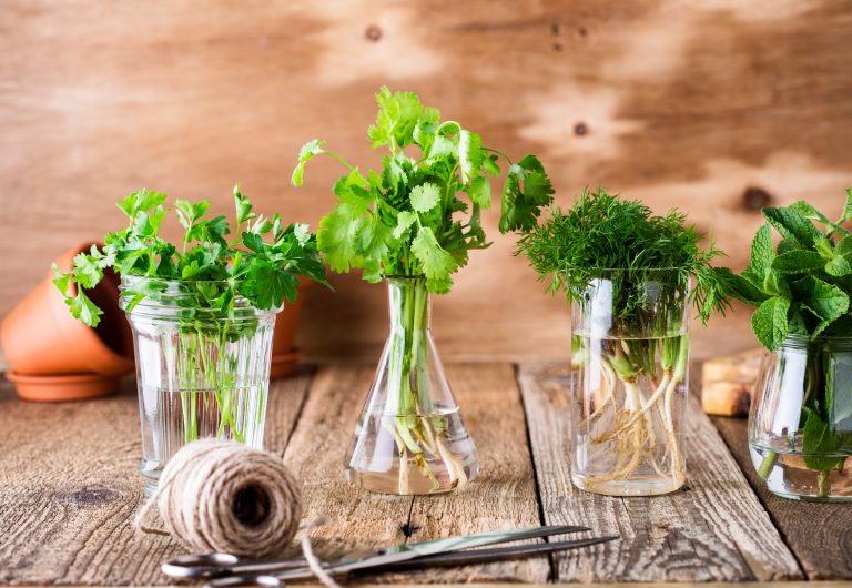ervas aromáticas em jarras de vidro e água