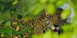 onça-pintada no Pantanal