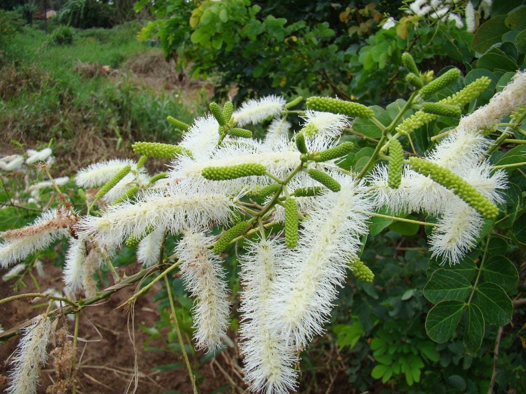 Mimosa Caesalpiniaefolia