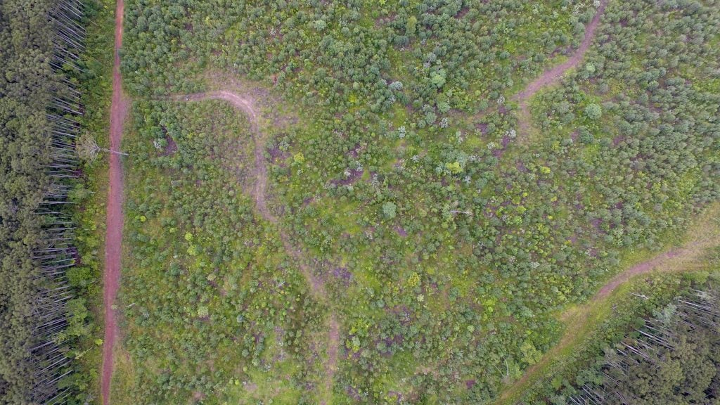 Floresta Nacional de Piraí do Sul