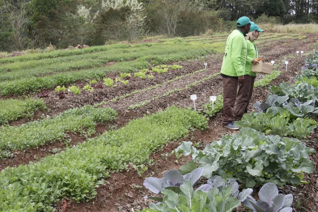 1º Plano Rural Agroecológico Paulistano