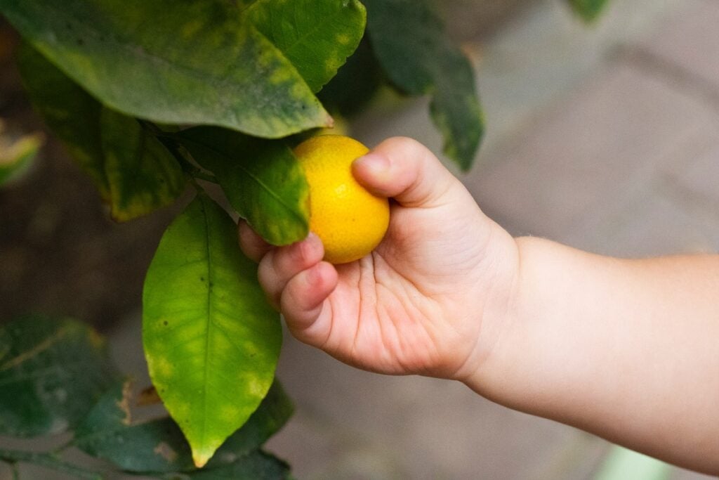Plantar Limão em Qualquer Terreno e Produzir o Ano Todo 