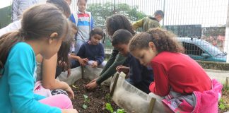 crianças cuidam de horta