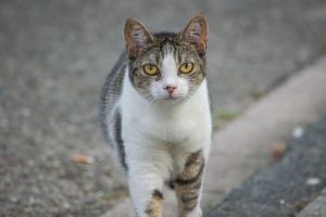 gato na rua