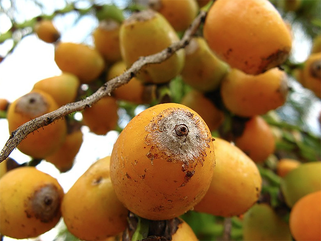 frutas nativas brasileiras jerivá