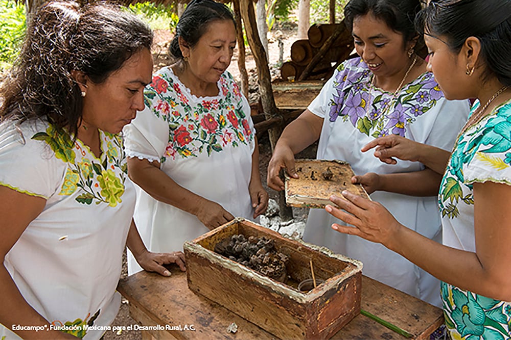 Mulheres maias cultivam abelhas