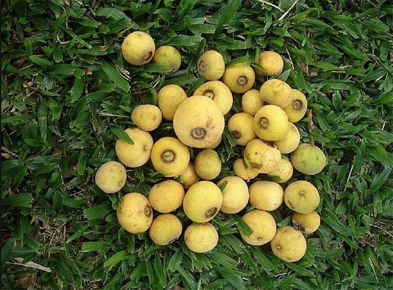 frutas nativas brasileiras setecapones