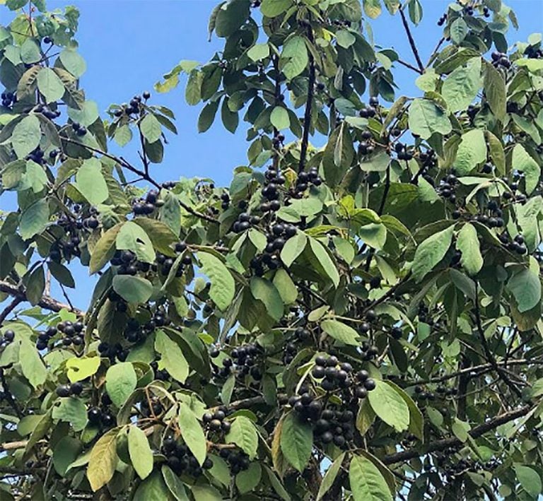 frutas nativas brasileiras tarumã do cerrado