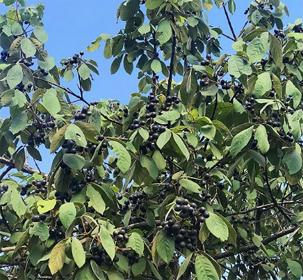 frutas nativas brasileiras tarumã do cerrado