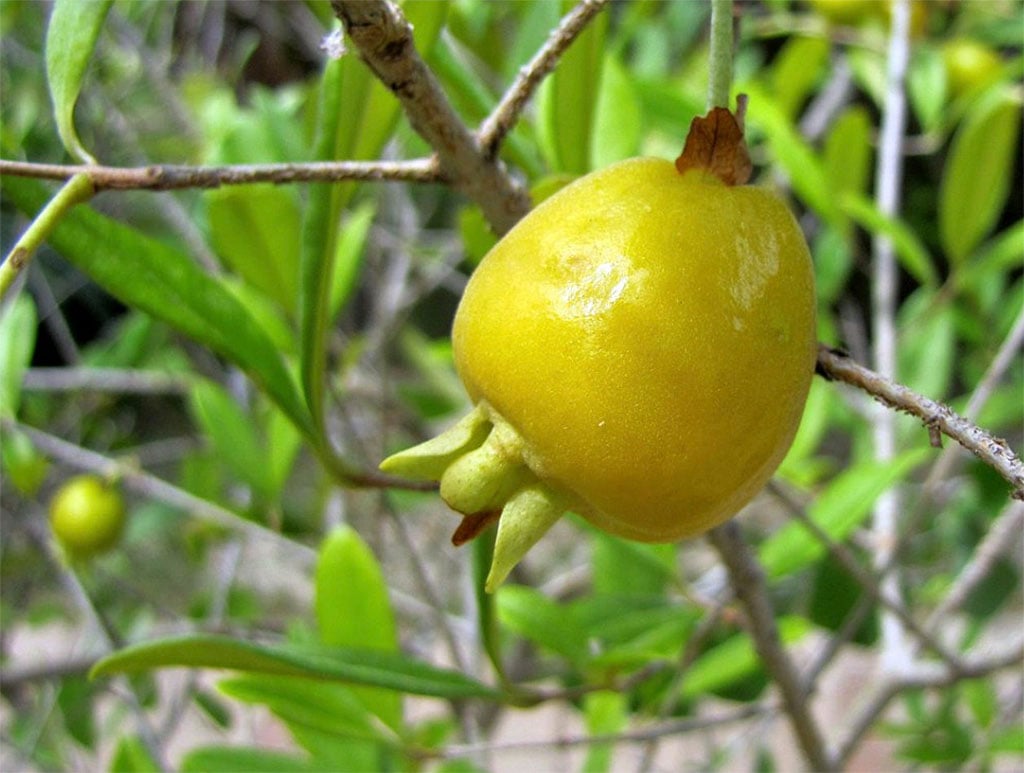 frutas nativas brasileiras uvaia
