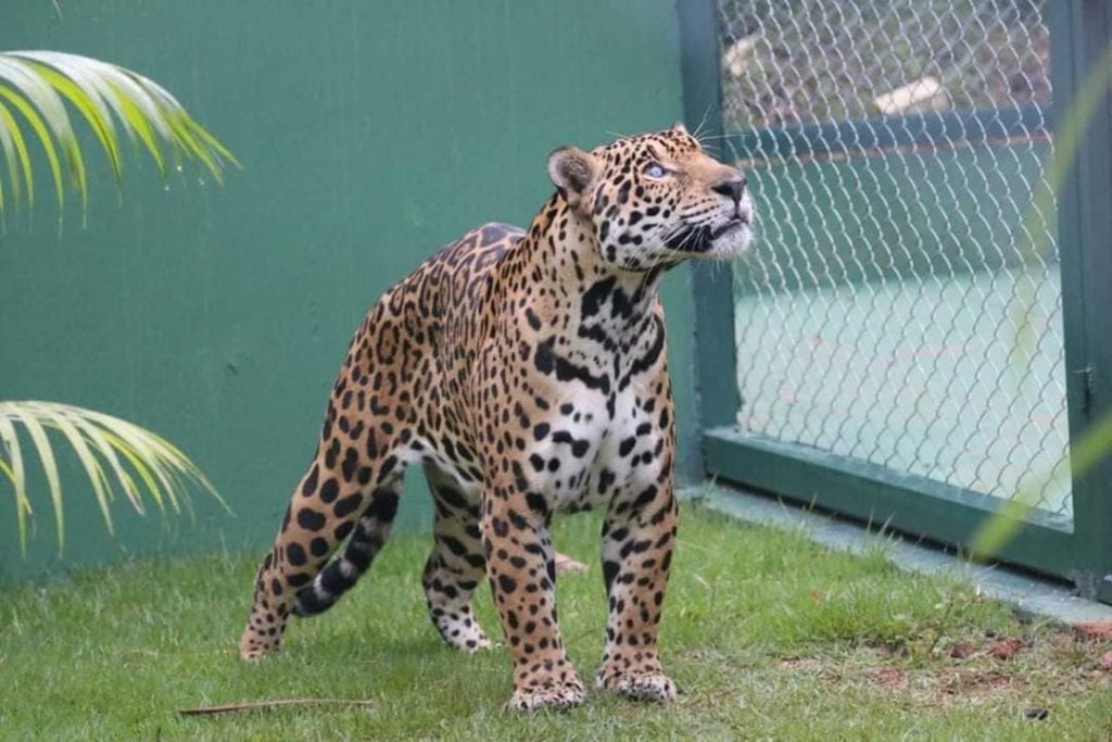 onça pintada