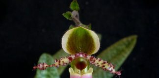 plantar orquidea