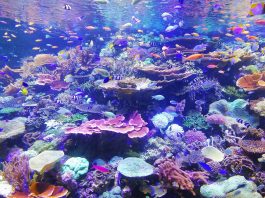 recifes de coral