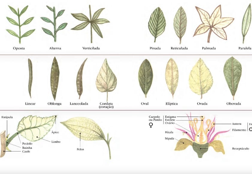 Montaña Kilauea Sermón cruzar Manual etnobotânico ensina como identificar plantas e artefatos | CicloVivo