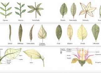 como identificar plantas