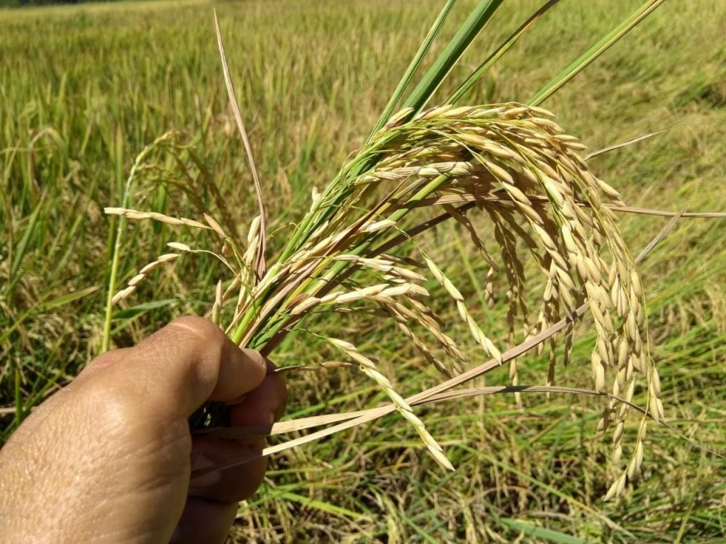 agroecologia arroz