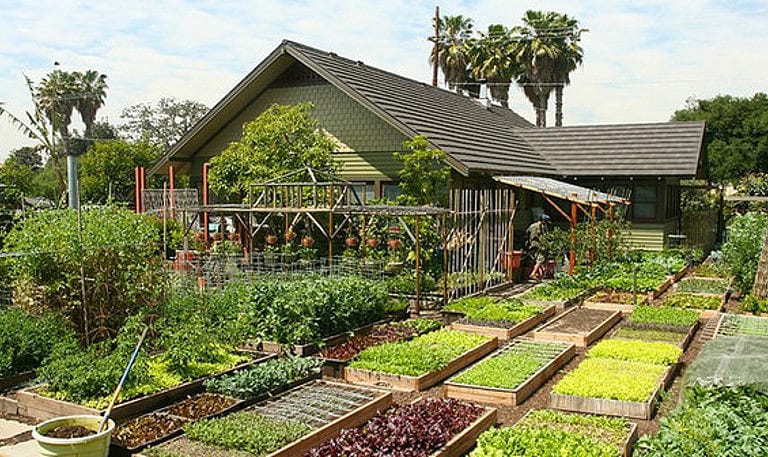 agricultura urbana 