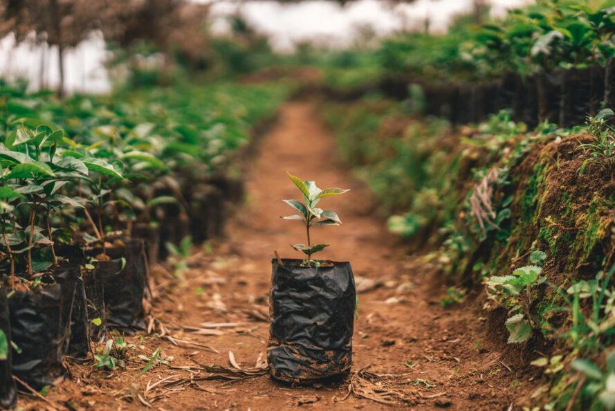 ONG planta 80.000 árvores na África
