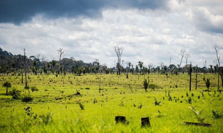perda florestas brasil