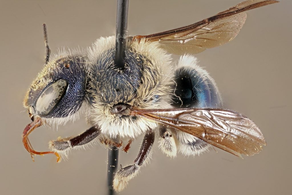 abelha rara