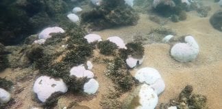 corais nordeste