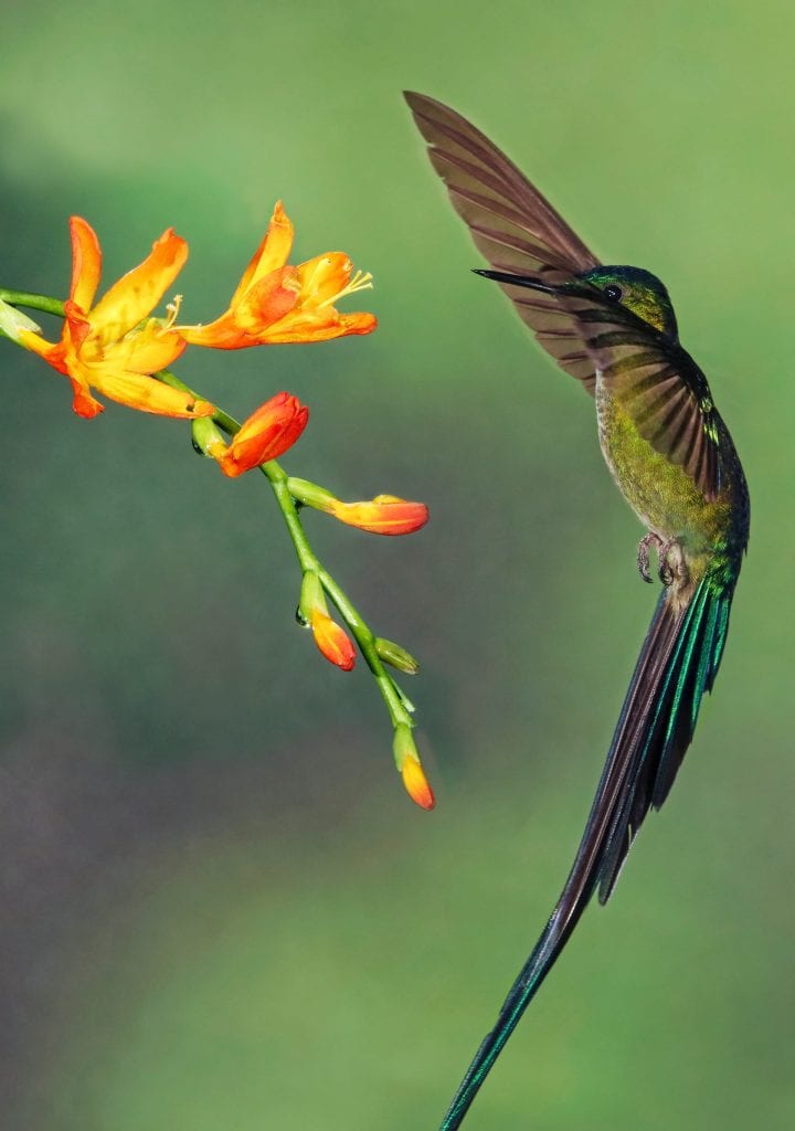Flores podem atrair e salvar espécies de beija-flor - CicloVivo