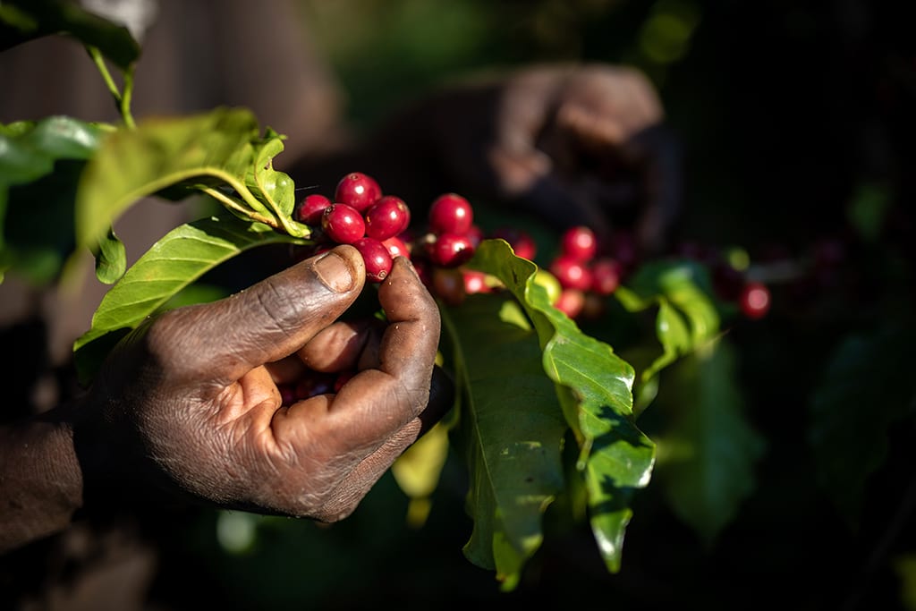 Agricultura regenerativa fortalece cafezais em Uganda