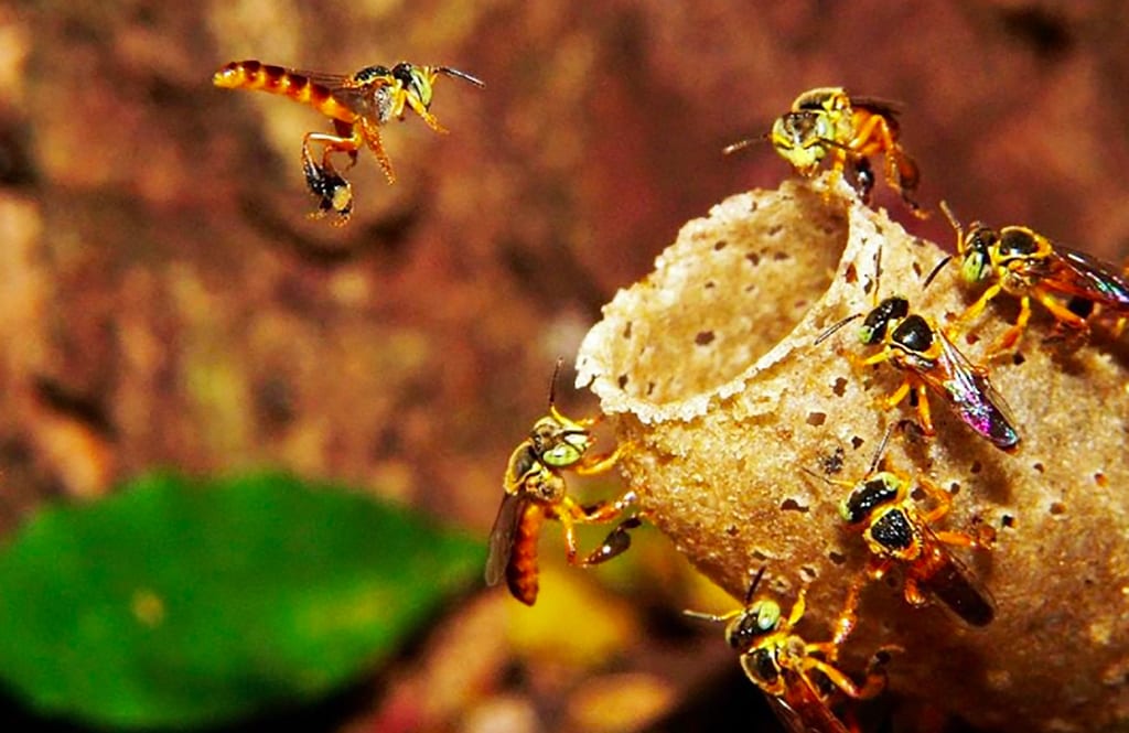 embrapa abelhas