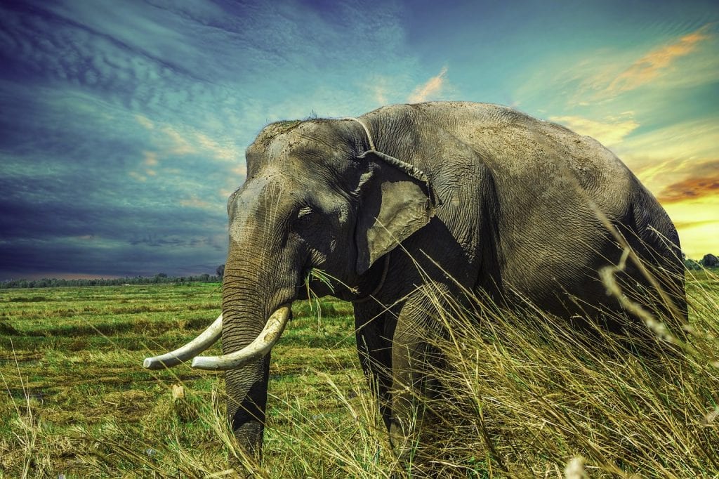 elefantes documentários national geographic