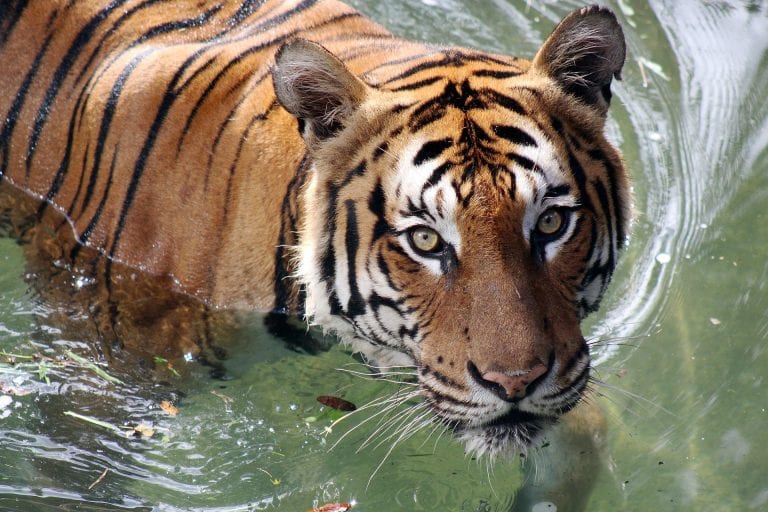 Os 10 animais mais fortes do mundo - CicloVivo