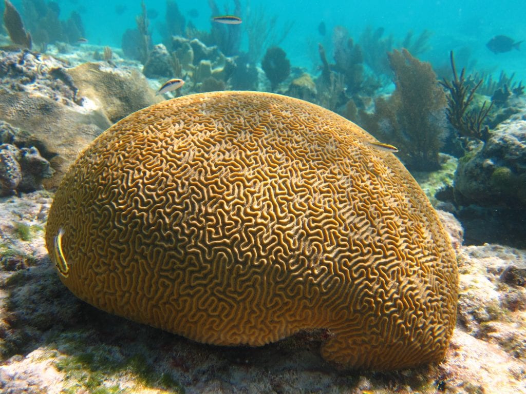 corais branqueamento