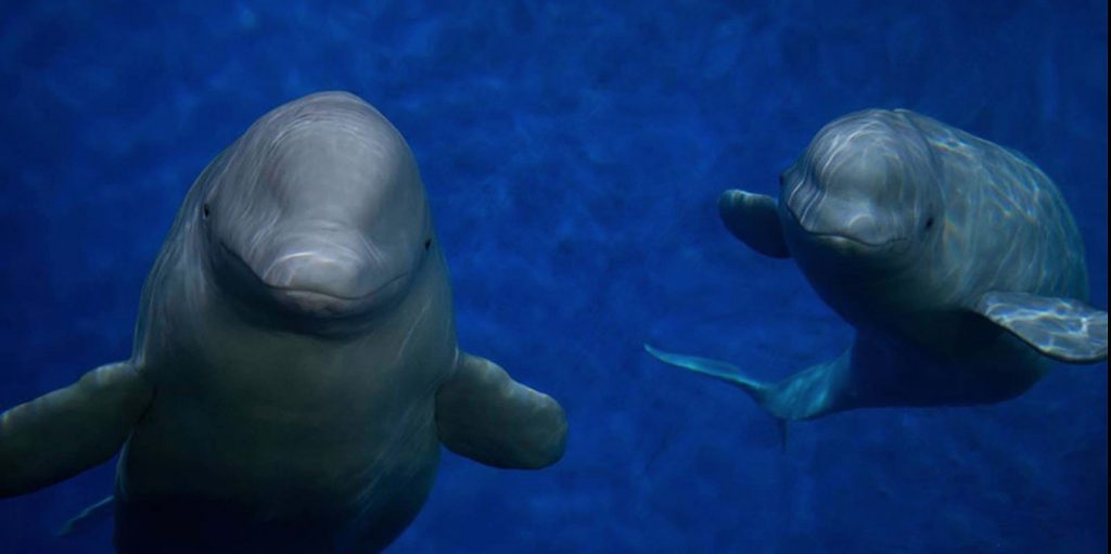 Esta baleia beluga tem sido mantida no aquário de um shopping por