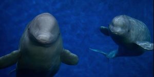 baleias beluga santuário