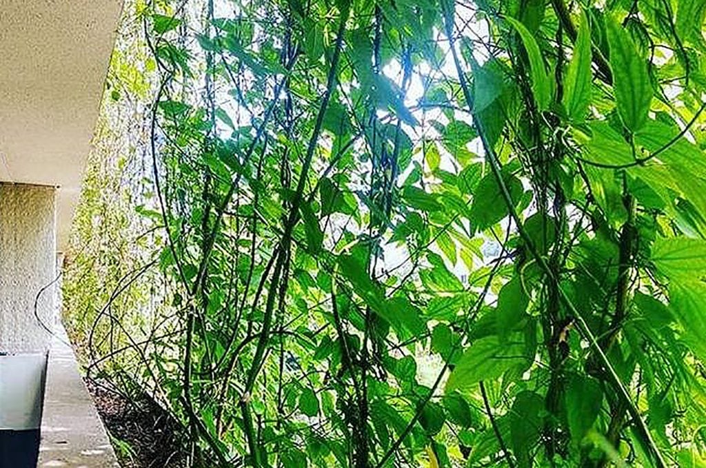 brise vegetal ecotelhado