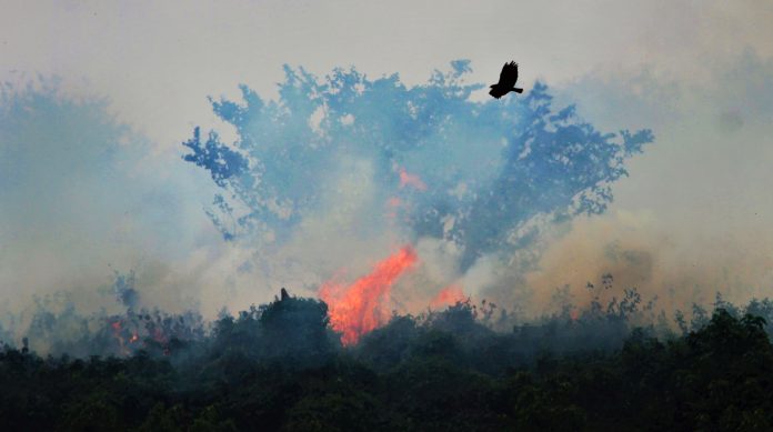 queimadas Pantanal Amazônia