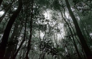 estudo florestas tropicais temperaturas