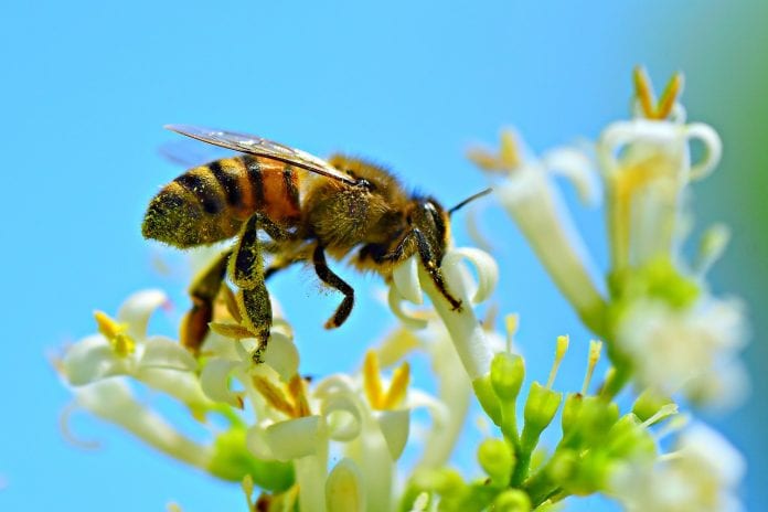 abelhas agricultura