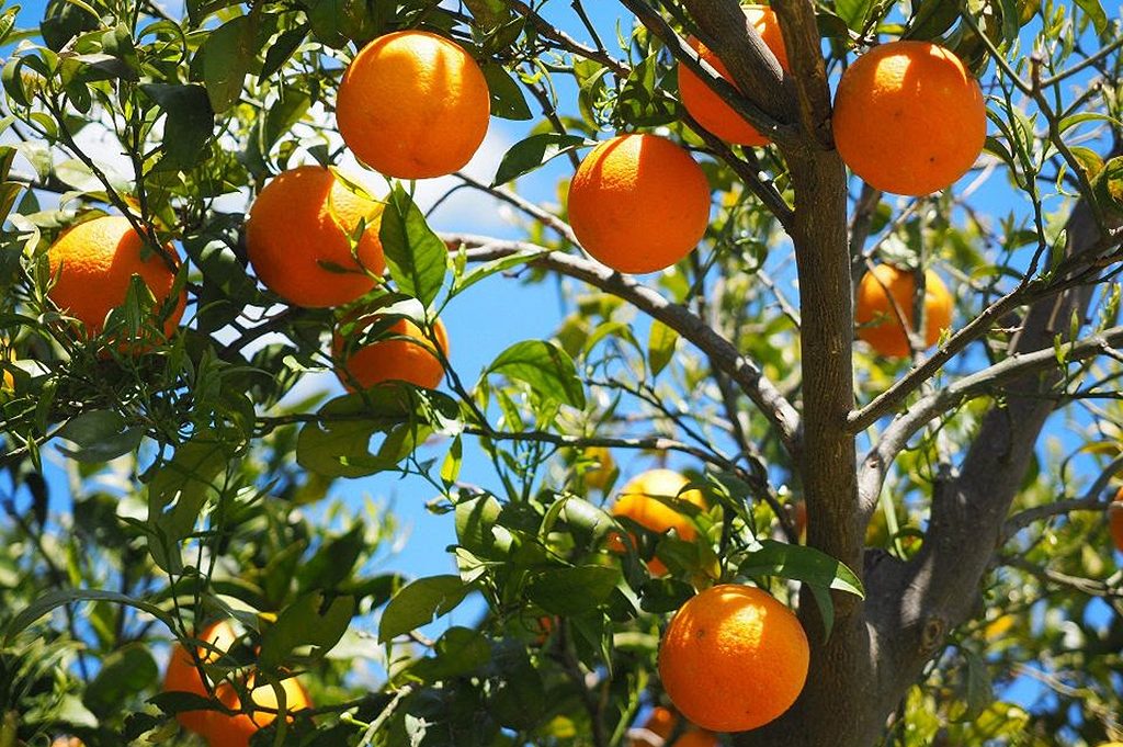 controle biológico plantações laranja