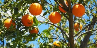 controle biológico plantações laranja