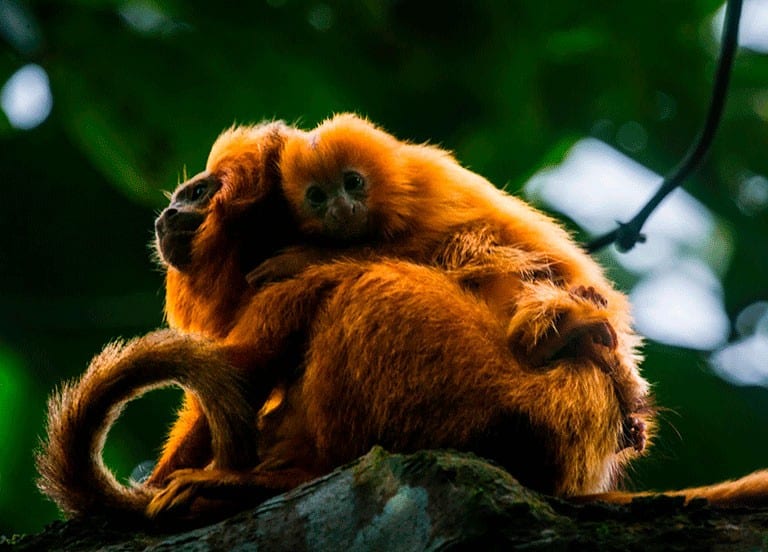 mico pais animais