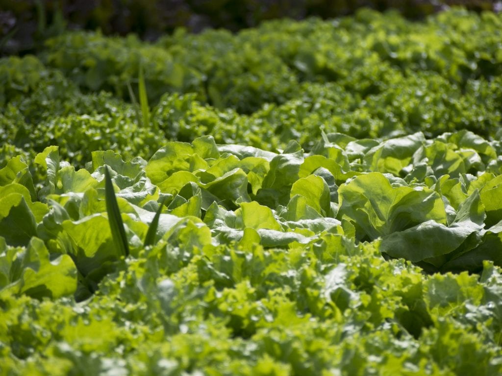 agricultura urbana