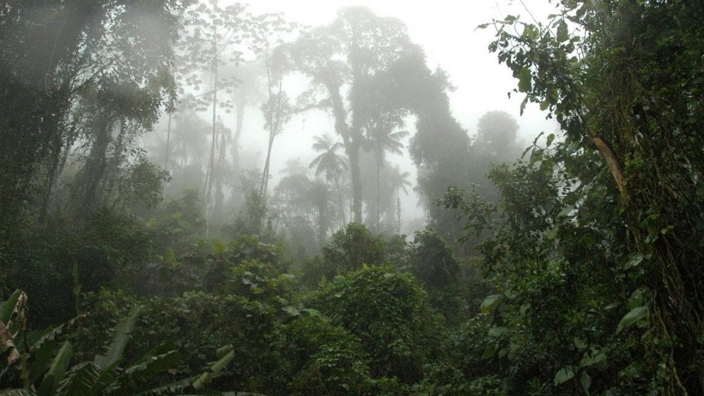 vegetação nativa são paulo