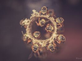 abelhas sem ferrão