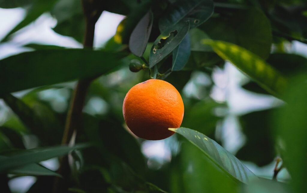 agrotóxicos Brasil