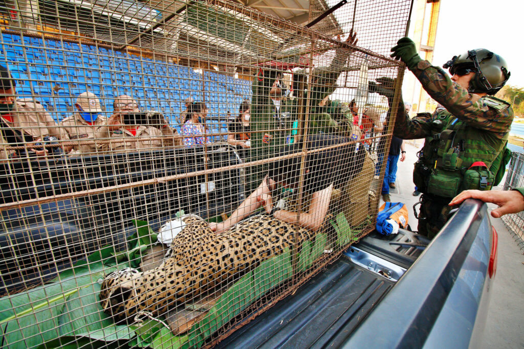 campanha animais incêndios pantanal