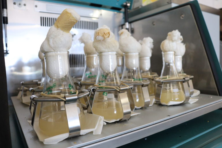 agrotoxicos estudo