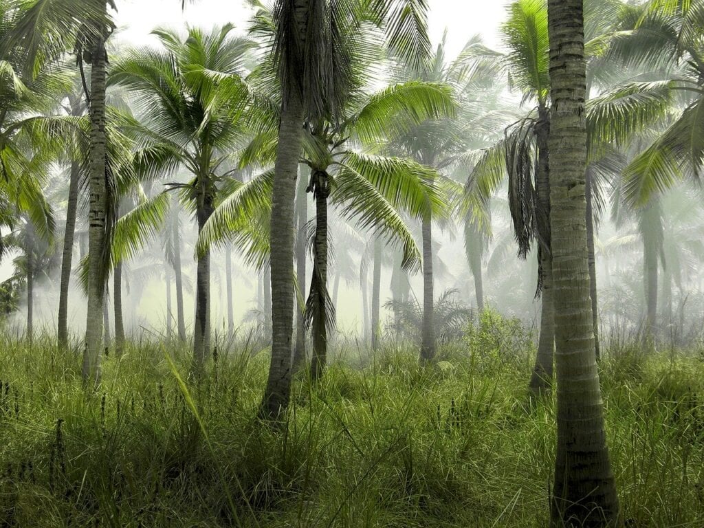 palmeira oleo de palma