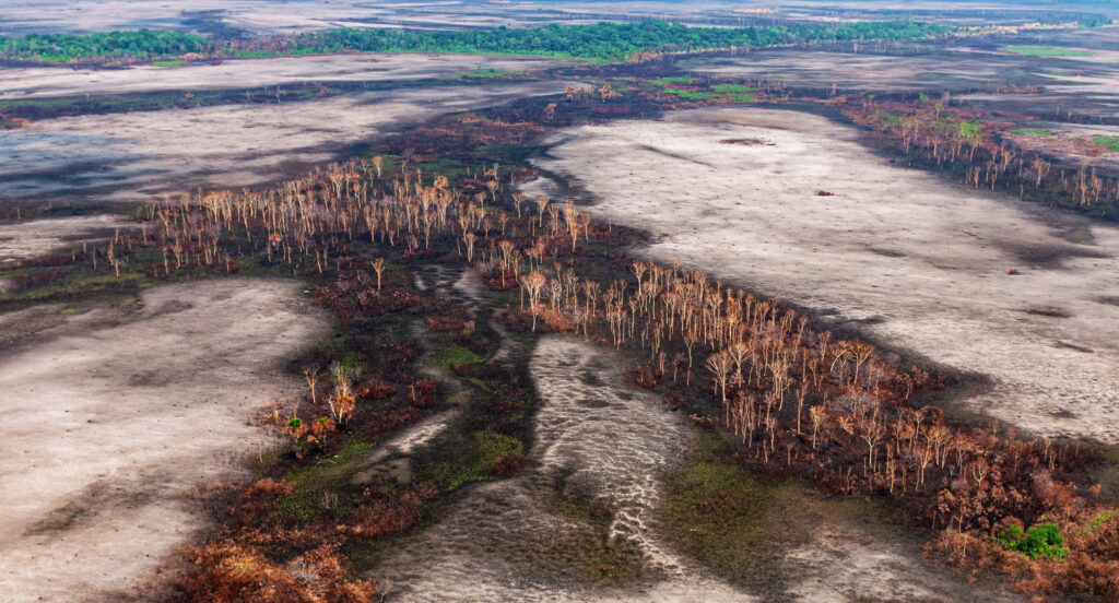 Amazônia desmatamento pandemia